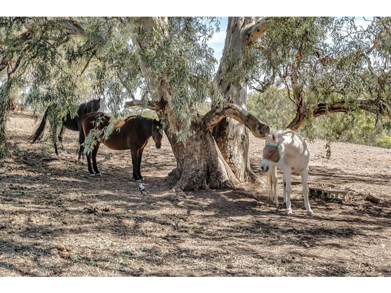 6 Pegasus Court, Yatala Vale SA 5126