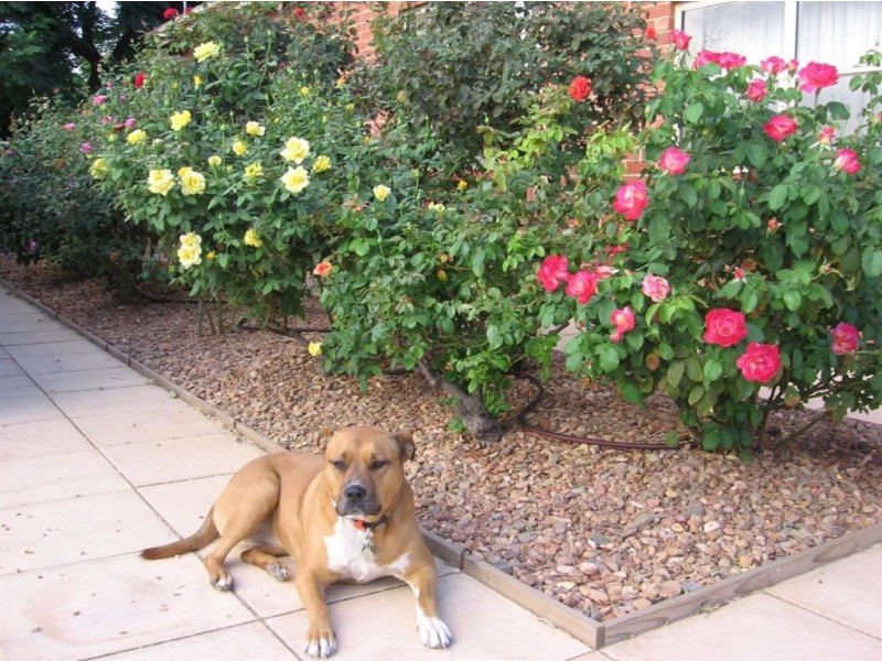 50 West Lakes Boulevard, Albert Park SA 5014