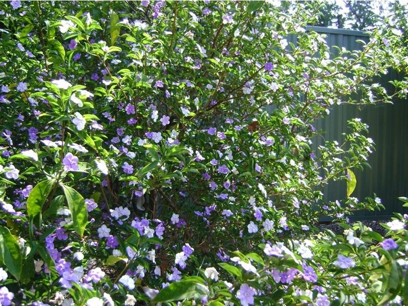 11/466 Pine Ridge Road, Coombabah QLD 4216