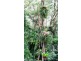 Mount Glorious QLD 4520