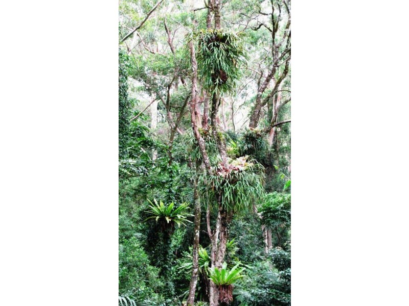 Mount Glorious QLD 4520