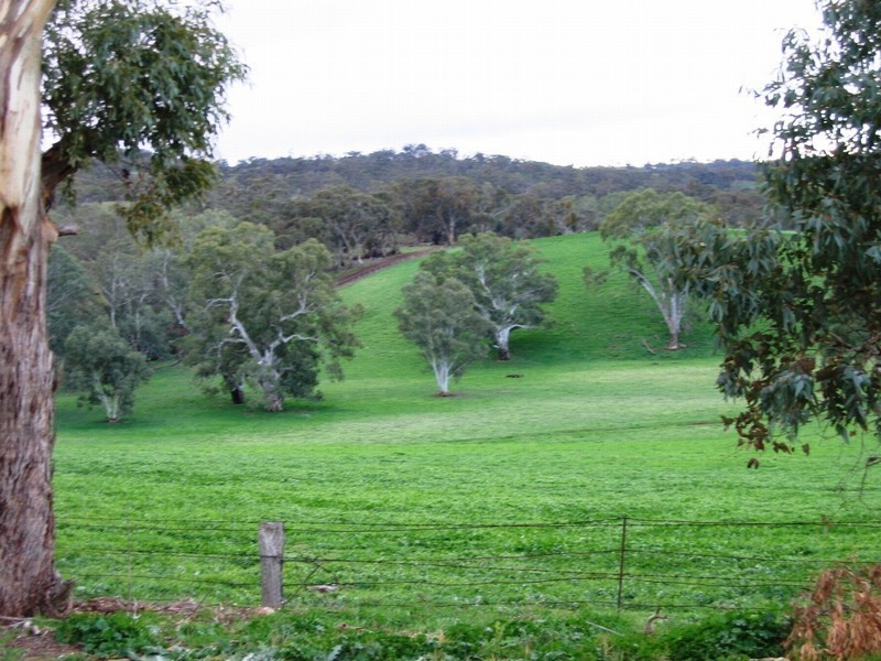 1 “Skilly  Hills” Farm, Auburn SA 5451