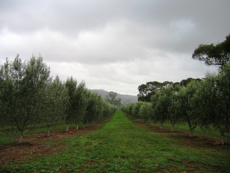 1 “Skilly  Hills” Farm, Auburn SA 5451