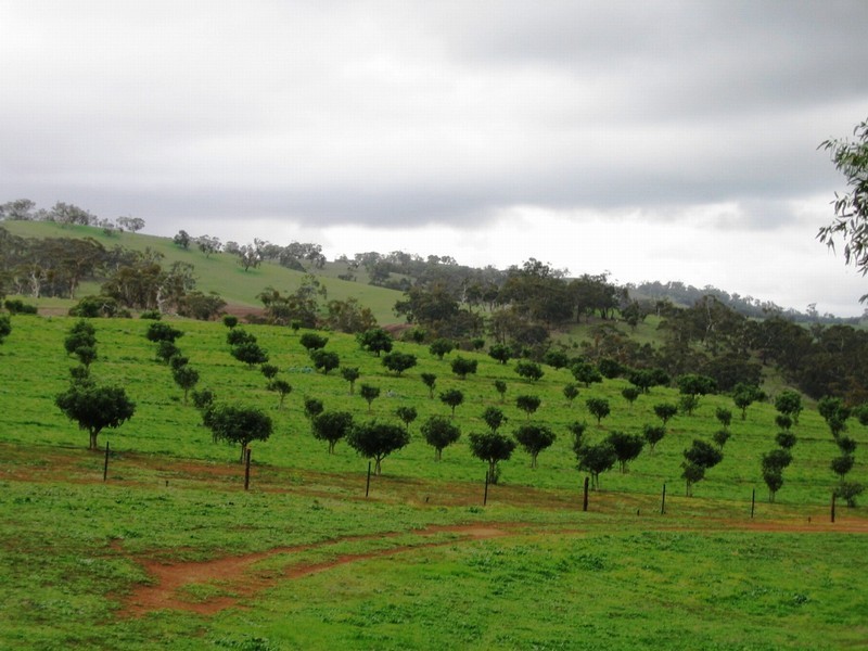 1 “Skilly  Hills” Farm, Auburn SA 5451