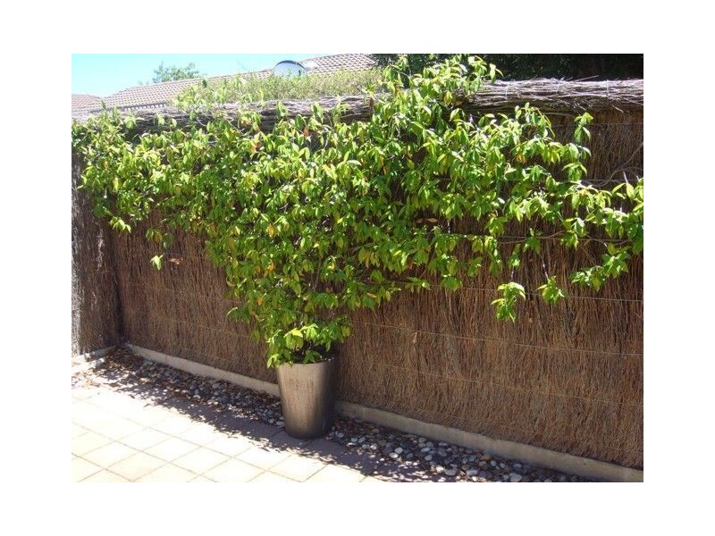 2/20 Tennyson Street, Kurralta Park SA 5037