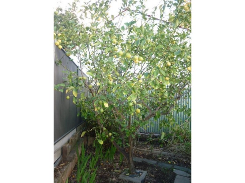 520 Portrush Road, St Georges SA 5064