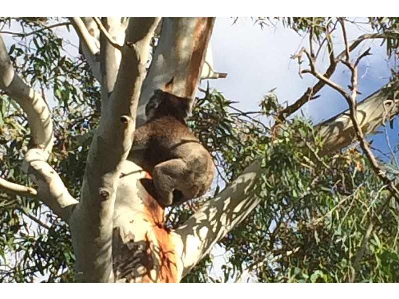 54A Sunnymeade Drive, Aberfoyle Park SA 5159