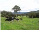 136 Bunkers Hill Road, Kangaroo Valley NSW 2577