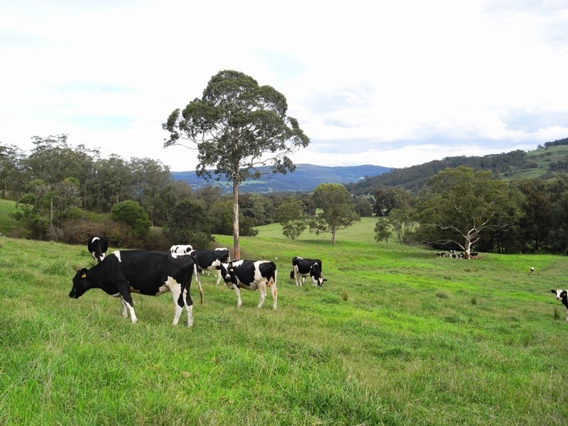 136 Bunkers Hill Road, Kangaroo Valley NSW 2577