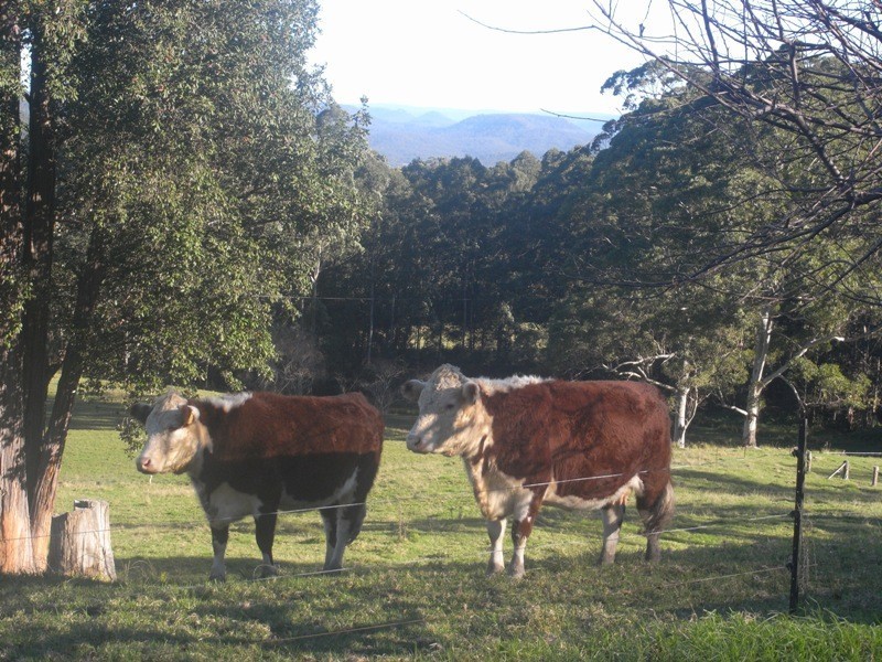 1195 Bugong Road, Kangaroo Valley NSW 2577