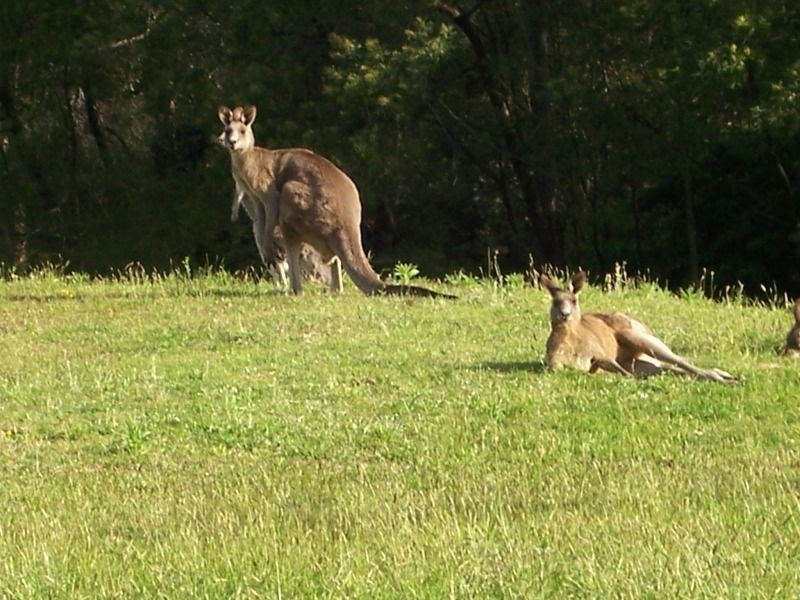 13 Jim Edwardes Dr, Kangaroo Valley NSW 2577