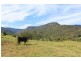 977C Upper Kangaroo River Road, Kangaroo Valley NSW 2577