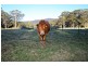 1045C Moss Vale Road, Kangaroo Valley NSW 2577