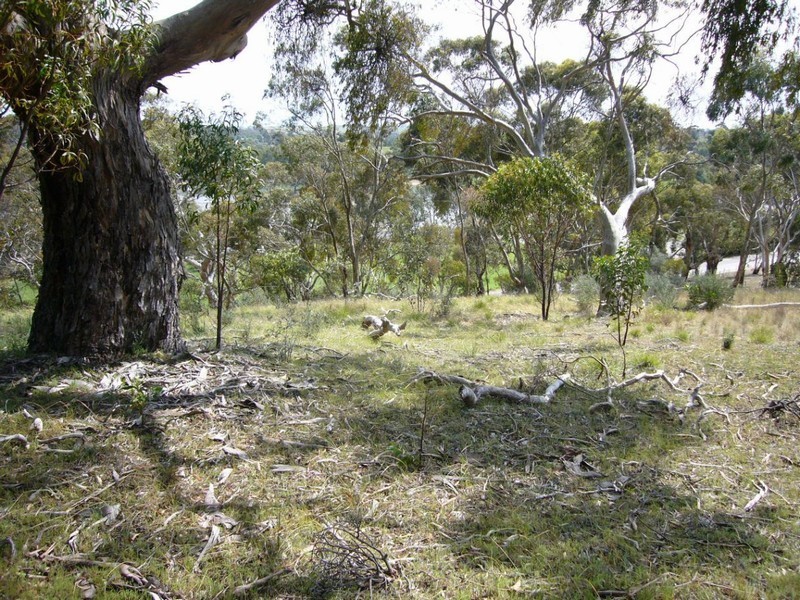 Lot 61 White Hutt Rd, Clare SA 5453