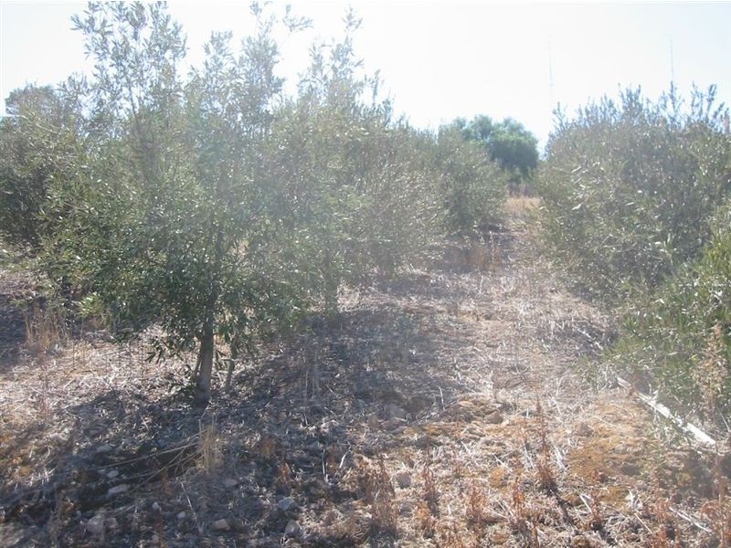 Lot 73 Crowan St, Burra SA 5417