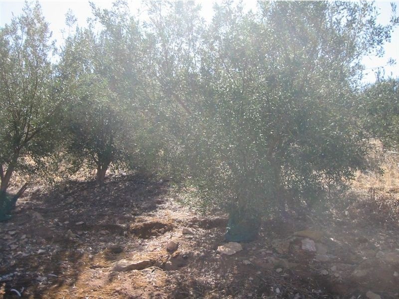 Lot 73 Crowan St, Burra SA 5417