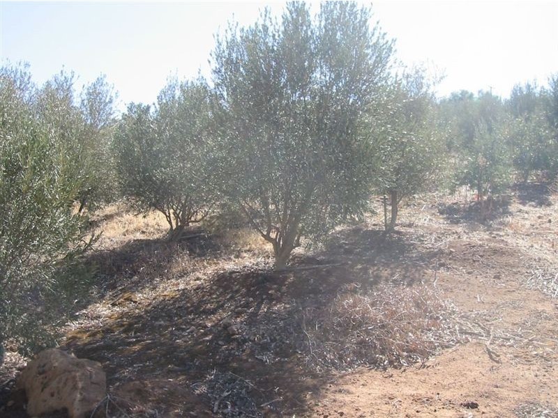 Lot 73 Crowan St, Burra SA 5417