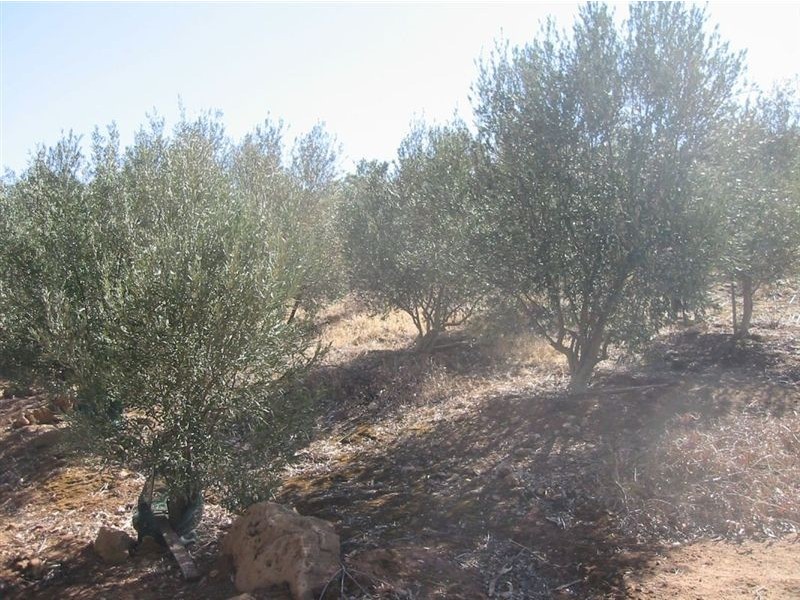 Lot 73 Crowan St, Burra SA 5417