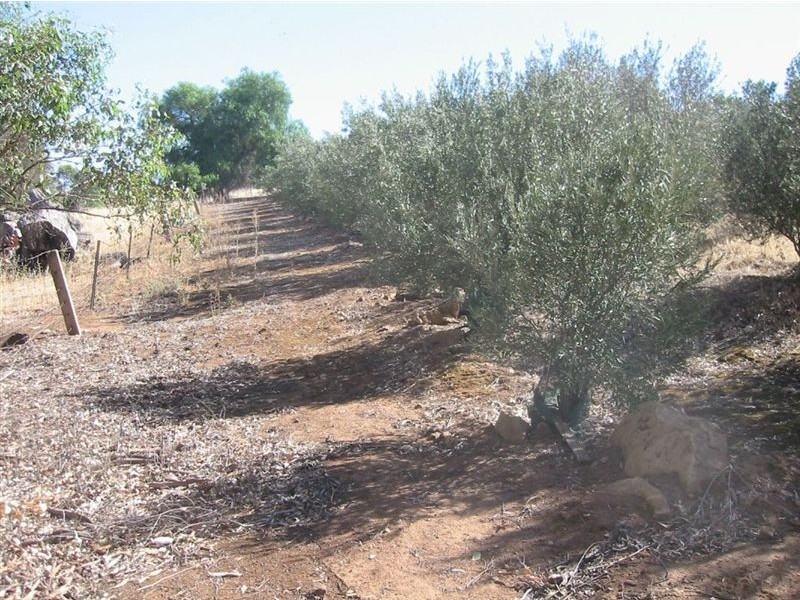 Lot 73 Crowan St, Burra SA 5417