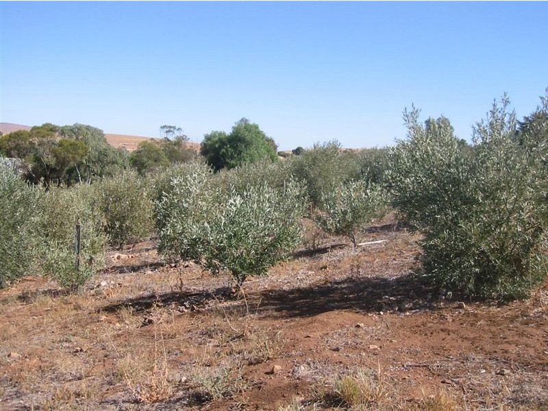 Lot 73 Crowan St, Burra SA 5417