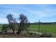 Jamestown SA 5491