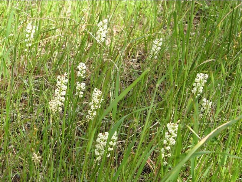 8 High Street, Clare SA 5453