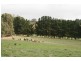 Lot 1 Laubes Road, Springton SA 5235