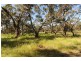 534 KIDMAN STOCK ROUTE ( section 534), Jamestown SA 5491