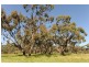 534 KIDMAN STOCK ROUTE ( section 534), Jamestown SA 5491