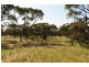 534 KIDMAN STOCK ROUTE ( section 534), Jamestown SA 5491
