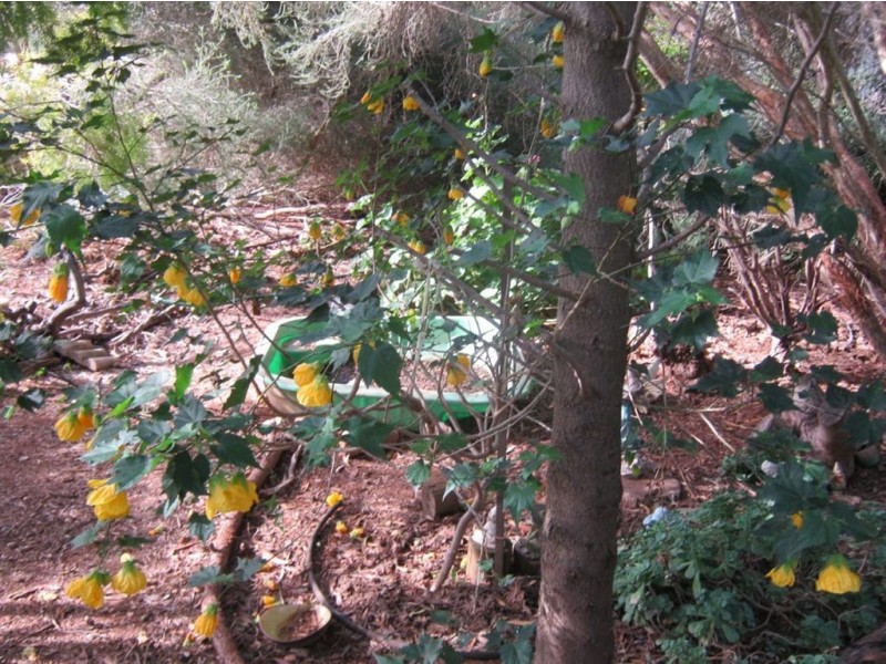 Lot 56 Craig Street, Tarlee SA 5411