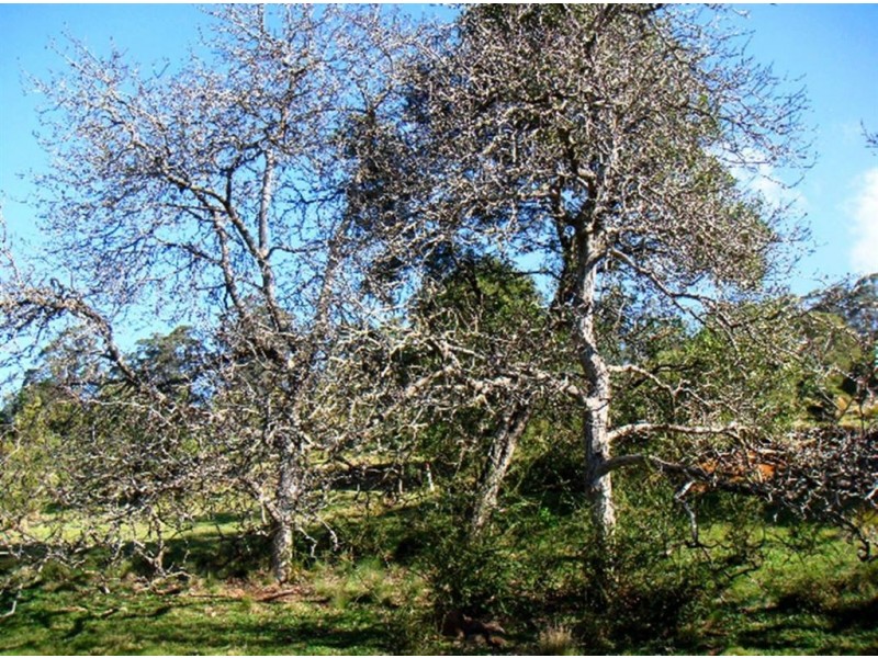 4008 Braidwood Road, Sassafras NSW 2622