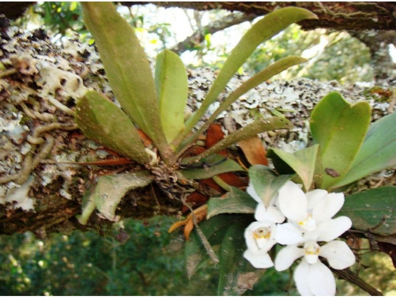 4008 Braidwood Road, Sassafras NSW 2622