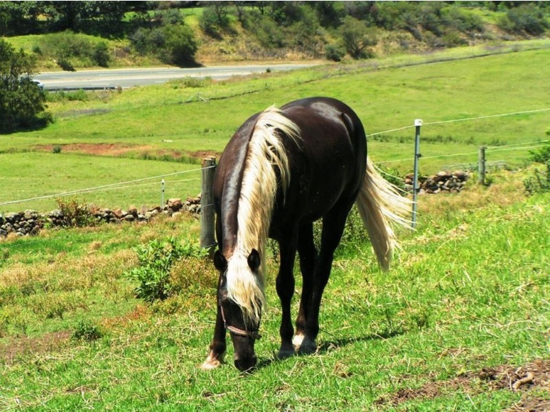 51 Saddleback Mountain Road, Kiama NSW 2533