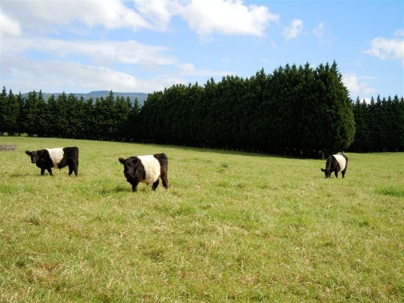 75 Jaspers Brush Road, Berry NSW 2535