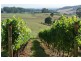 60 Gillams Road, Barringwood Park Vineyard, Lower Barrington TAS 7306