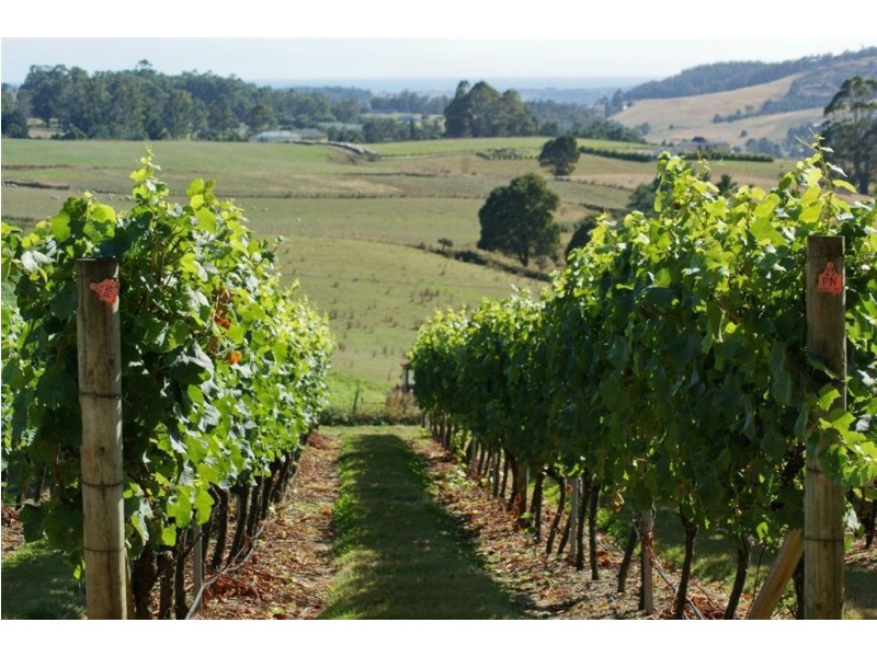 60 Gillams Road, Barringwood Park Vineyard, Lower Barrington TAS 7306