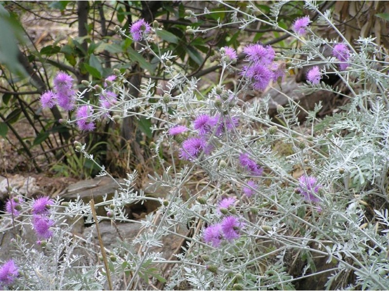 19 Deane Avenue, Belair SA 5052