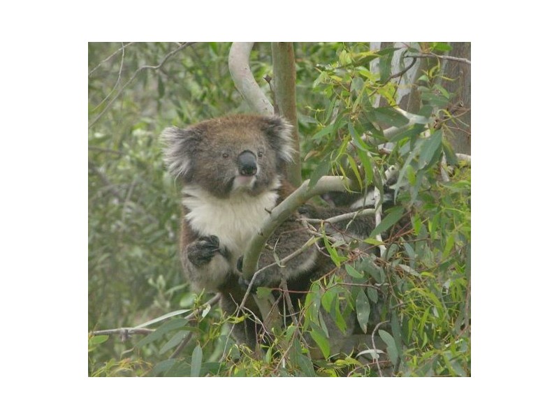 50 Gum Grove, Belair SA 5052