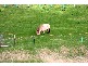 Lot 1101 Wattle Flat Road, Ashbourne SA 5157