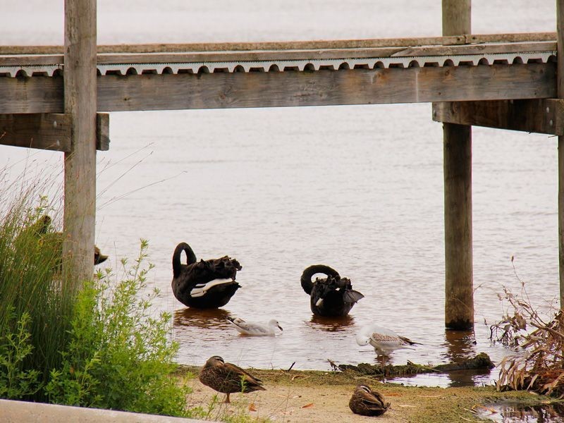 9 Yates Court, North Lake WA 6163