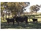 Hahndorf SA 5245