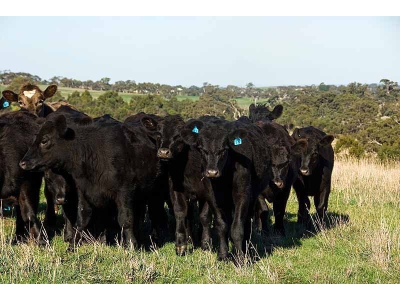 Lot 1 Wellington Road, Wistow SA 5251