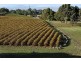 Bingfield, Greenhills Road, Meadows SA 5201