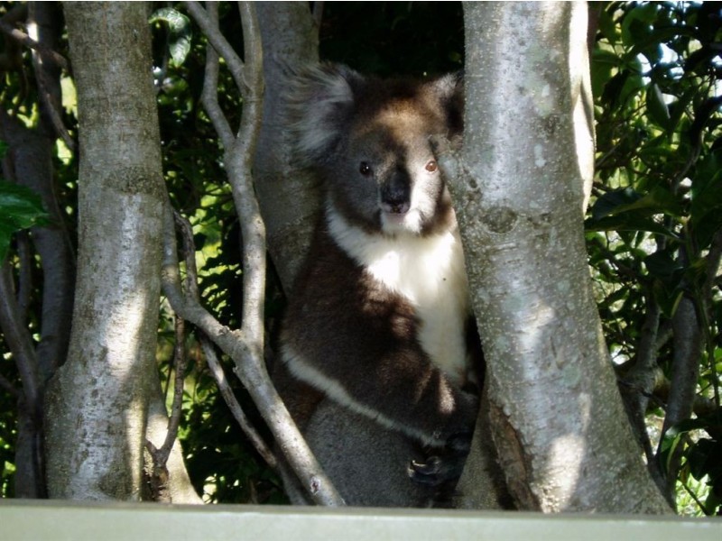 7 Monomeith Road, Ashton SA 5137