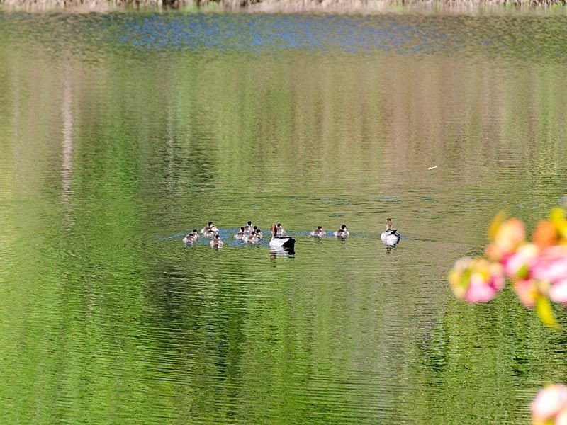 Norton Summit SA 5136