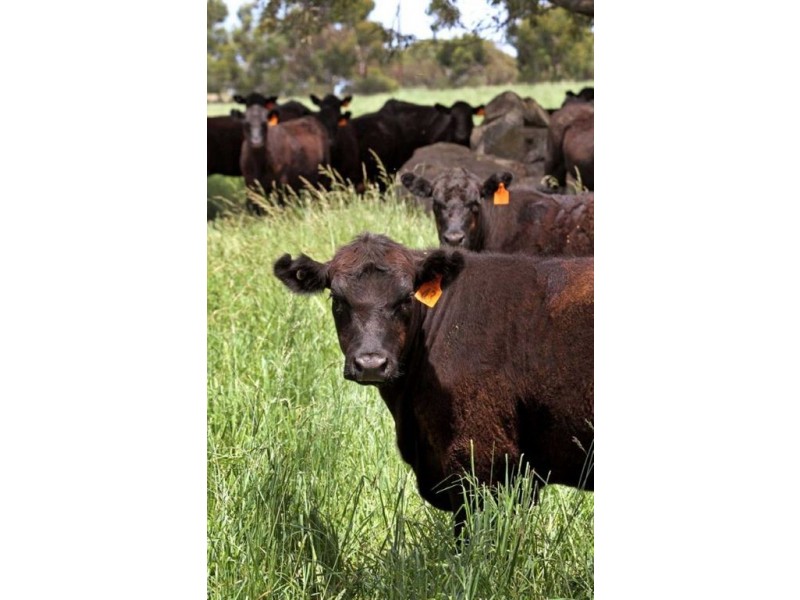 Mount Pleasant SA 5235