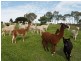 Lobethal SA 5241