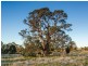 Lot 225 Pebbly Range Road, Tungkillo SA 5236