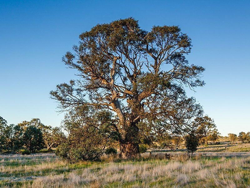 Lot 225 Pebbly Range Road, Tungkillo SA 5236